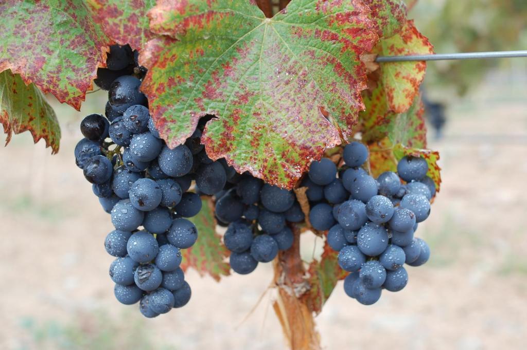 Miraluna Bodega Boutique Cachí Esterno foto