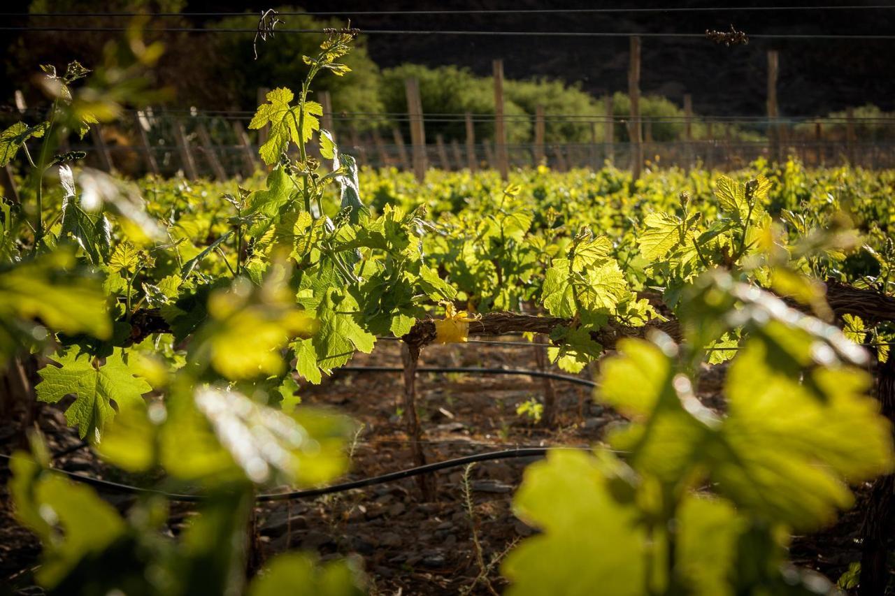 Miraluna Bodega Boutique Cachí Esterno foto